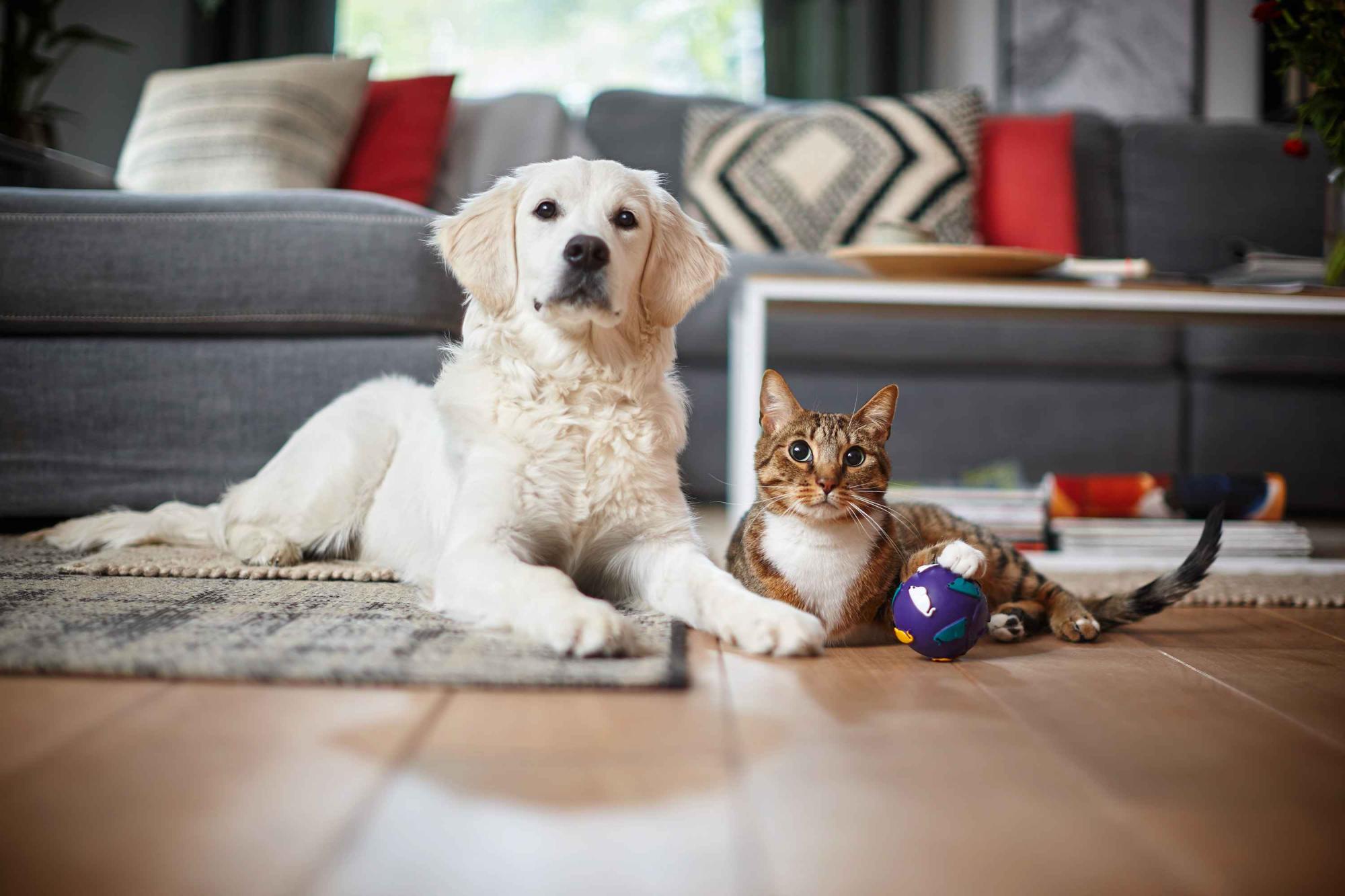 Philips putekļu sūcēji: Zeltainais retrīvers un kaķis atpūšas nevainojami tīrā viesistabā, demonstrējot Philips filtru tīrīšanas spēku, piedāvājot nevainojamu, mājdzīvniekiem draudzīgu mājvietu.